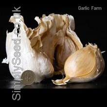 Elephant Garlic  - 500g Bulk Pack